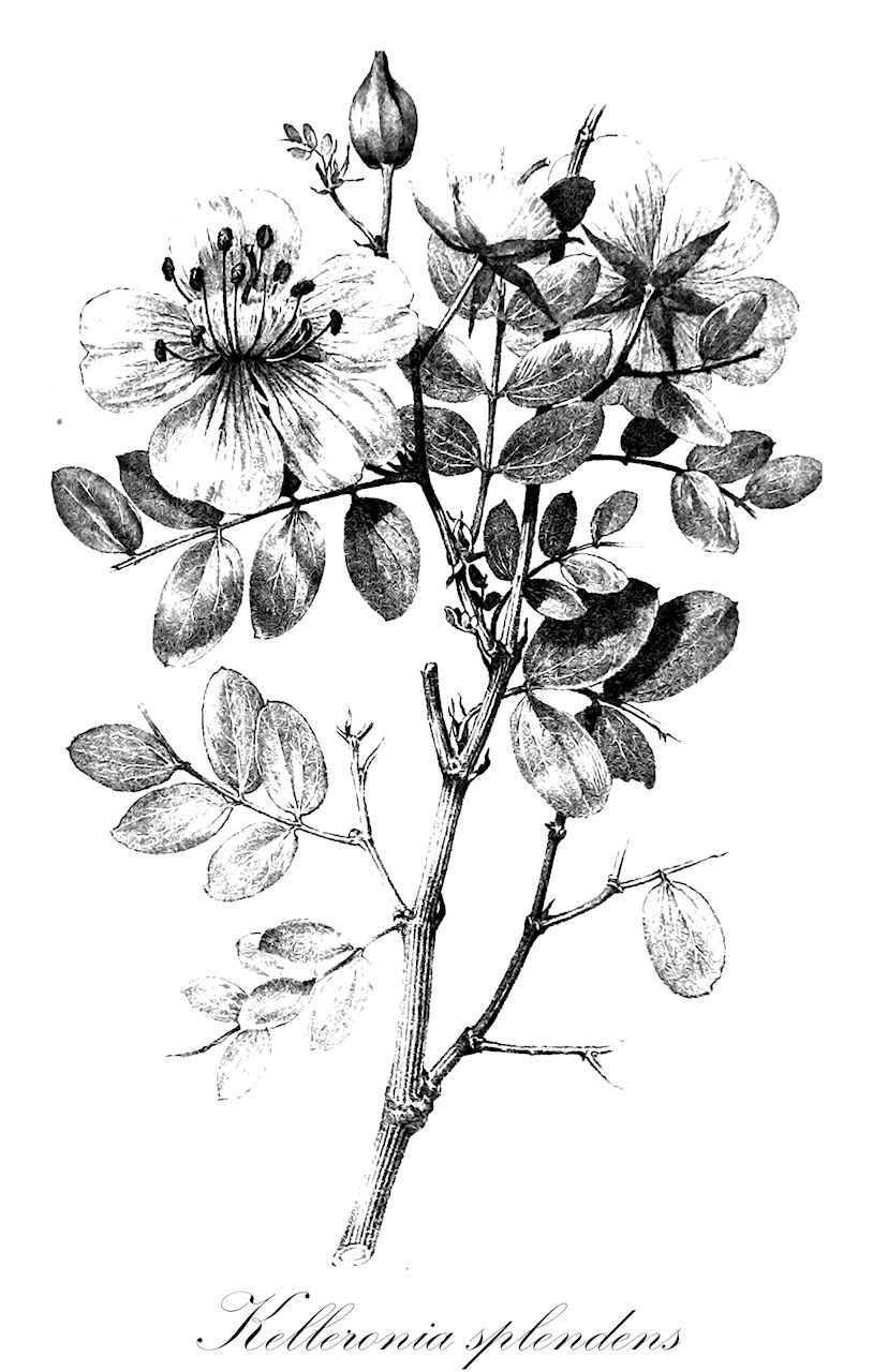 Kelleronia splendens - Zygophyllaceae,Kelleronia eriostemon, Kelleronia quadricornuta, Tribulus eriostemon, Tribulus quadricornutus, Tribulus splendens,Plantae,Pteridobiotina,Angiosperms,Zygophyllales,Zygophyllaceae,Kelleronia,Kelleronia splendens