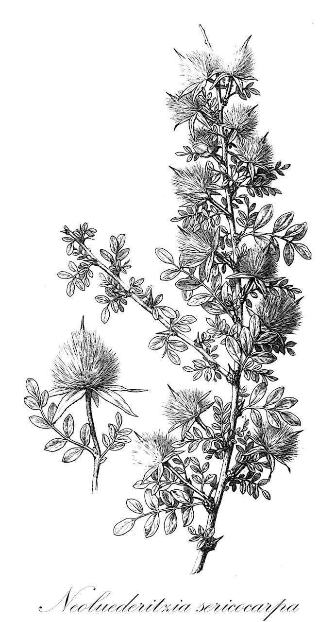 Neoluederitzia sericocarpa - Zygophyllaceae,Plantae,Pteridobiotina,Angiosperms,Zygophyllales,Zygophyllaceae,Neoluederitzia,Neoluederitzia sericocarpa