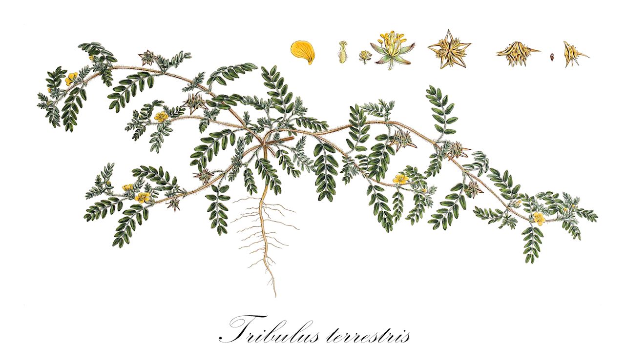 Tribulus terrestris - Zygophyllaceae,Plantae,Pteridobiotina,Angiosperms,Zygophyllales,Zygophyllaceae,Tribulus,Tribulus terrestris,Hedysarum uniflorum,Burzeldorn;small caltrops;puncturevine;puncture vine;goat head;caltrop;common caltrop;common puncturevine;goathead bur-nut;goat's head;maltese cross;Croix de Malte;Tribule terrestre;escarbot;corniche;saligot;chausse-trape;macre;trident;abrojo terrestre;espigon;roseta francesa;diablito;toboso;torito;cachito;espigón;abreojos;abrepies;abrojos;alforjo;duros;esparceta cornuda;gata rabiosa;mata pinchosa;mormaga;muelas de gato;pinchosos;rabiosa;tríbulo;uña de gato;Tribolo comune;tribolo;basapie;caciarello;aardangel;abrolhos;abrolhos-terrestres;abroma;якорцы наземные;якорцы стелющиеся;çobançökerten;demir dikeni;tribula tokësore;tribulë;queixal de llop;abrull;candells;canet;cigrons imperials;creu de Sant Antoni;gata rabiosa;gatetes;gossos;mormaja;obrellsuls;punxaclaus;queixals de vella;rodet;tríbol;ull de bou;zemaljski babin zub;buzdyganek leżący;buzdyganek naziemny;hamabishi;ハマビシ;navadna zobačica;királydinnye;királydinnyét;kotvičník zemní;colții babei;kotvičník zemný;якірці сланкі;бабини зъби;трабузан;çobançökerten;бабин зуб;жути бабин зуб;kolev matzui;קֹטֶב מָצוּי;τριβόλι;jí lí;蒺藜