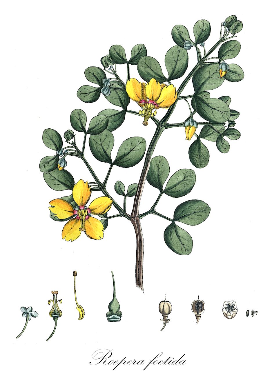 Roepera foetida - Zygophyllaceae,Plantae,Pteridobiotina,Angiosperms,Zygophyllales,Zygophyllaceae,Roepera,Roepera foetida,Zygophyllum foetidum, Zygophyllum foetidum, Zygophyllum insuave, Zygophyllum meyeri