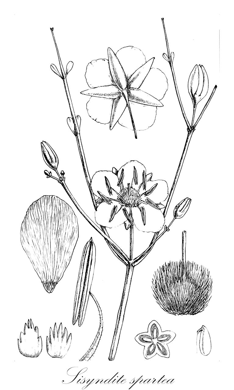 Sisyndite spartea - Zygophyllaceae,Plantae,Pteridobiotina,Angiosperms,Zygophyllales,Zygophyllaceae,Sisyndite,Sisyndite spartea