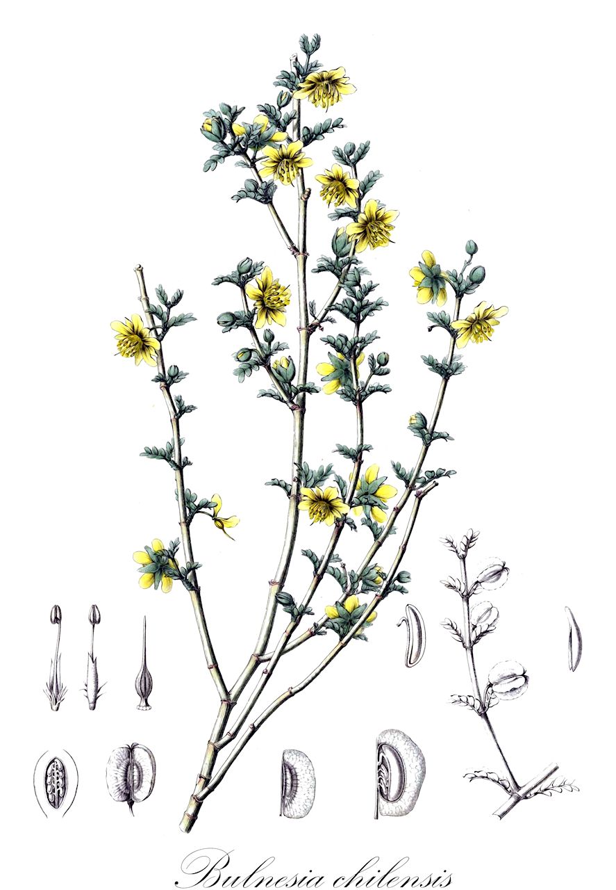 Bulnesia chilensis - Zygophyllaceae,Plantae,Pteridobiotina,Angiosperms,Zygophyllales,Zygophyllaceae,Bulnesia,Bulnesia chilensis,Gonoptera chilensis