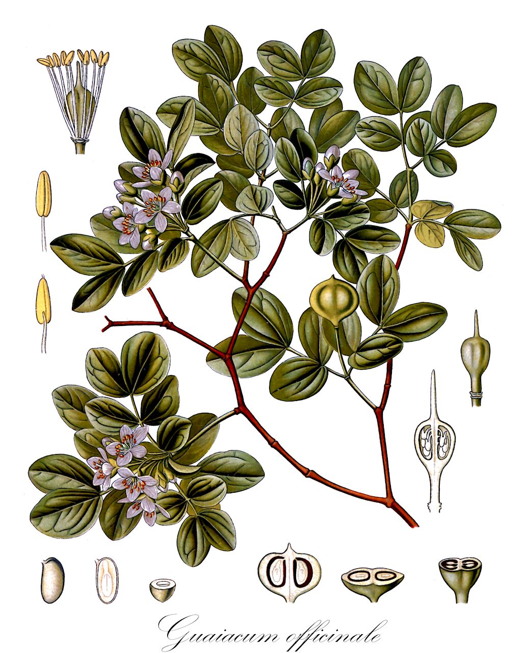 Guaiacum officinale - Zygophyllaceae,Plantae,Pteridobiotina,Angiosperms,Zygophyllales,Zygophyllaceae,Guaiacum,Guaiacum officinale,Guaiacum bijugum, Guaiacum breynii,Guajakbaum;Franzosenholzbaum;Guajakholzbaum;Pockholzbaum;Franzosenholz;Guajakabaum;Pockholz