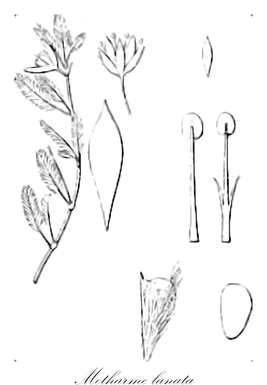 Metharme lanata - Zygophyllaceae,Plantae,Pteridobiotina,Angiosperms,Zygophyllales,Zygophyllaceae,Metharme,Metharme lanata