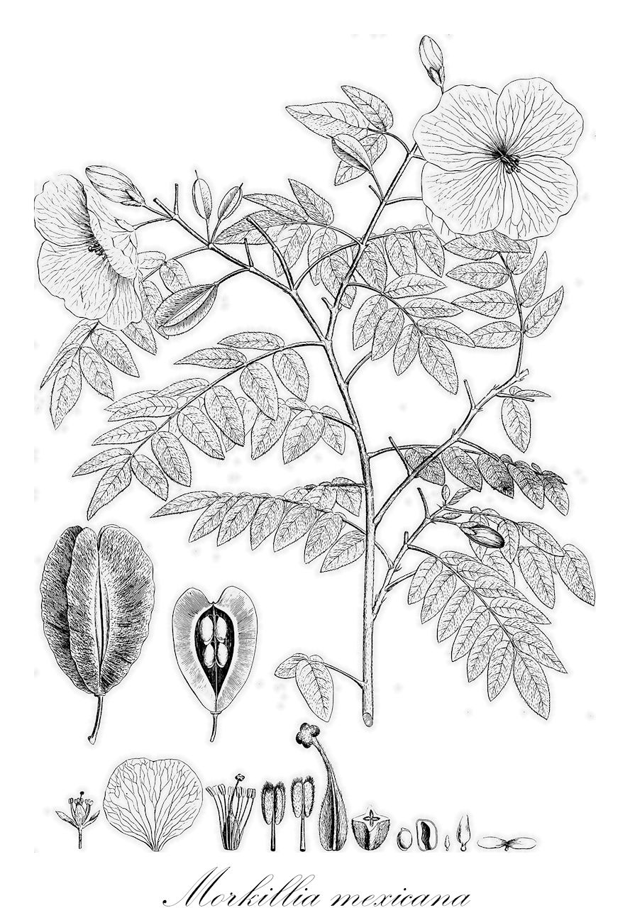 Morkillia mexicana - Zygophyllaceae,Plantae,Pteridobiotina,Angiosperms,Zygophyllales,Zygophyllaceae,Morkillia,Morkillia mexicana,Chitonia mexicana